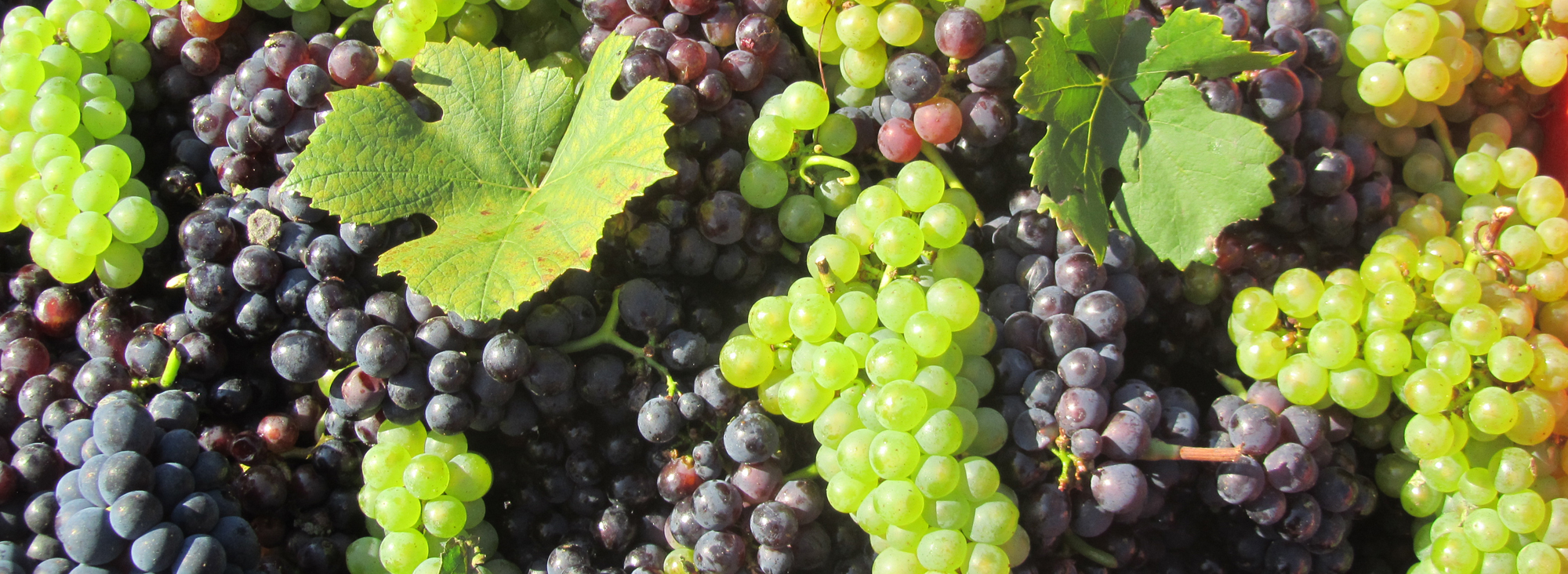 Cépages en vendanges