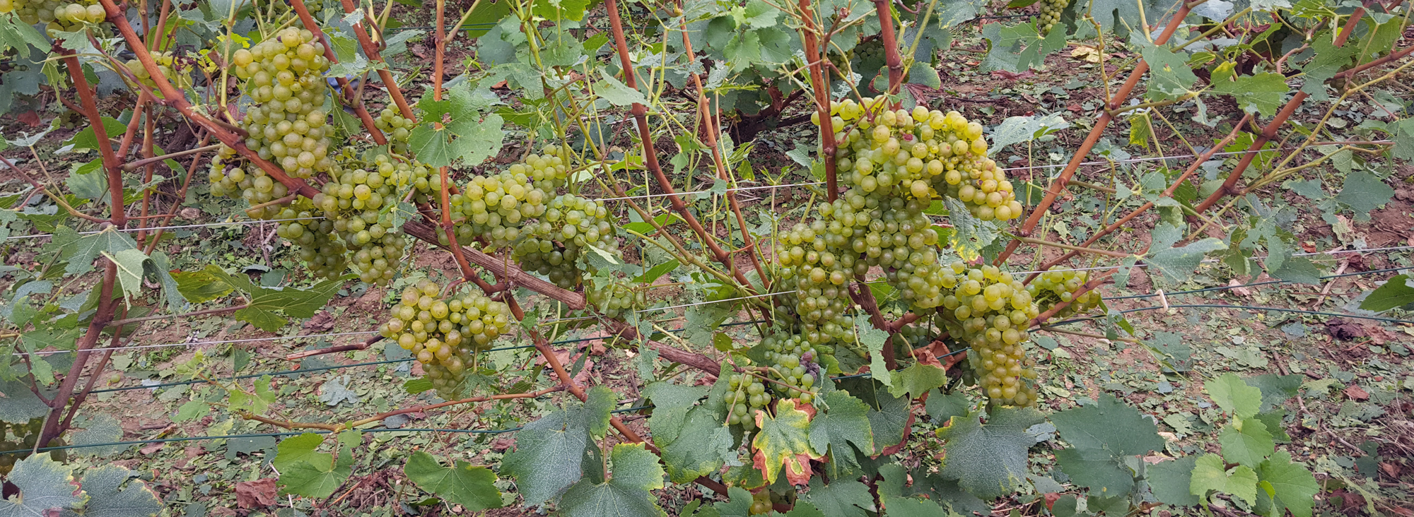 Pied de Chardonnay