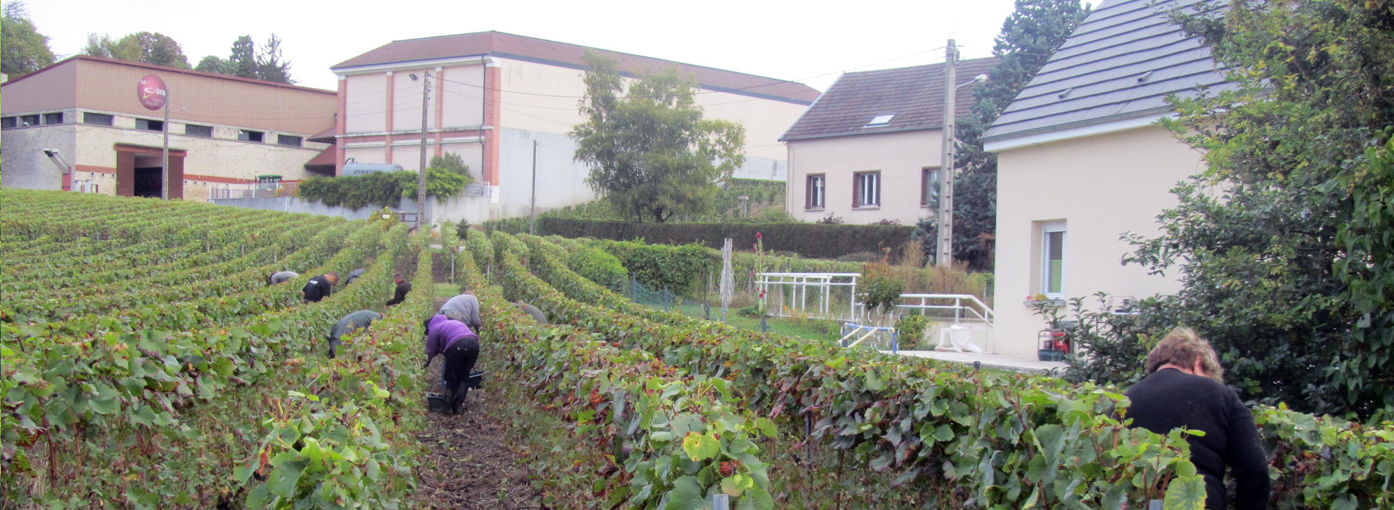 Vignes à Trigny